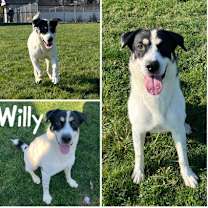 Thumbnail photo of Willy #1