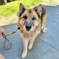adopt-pet