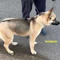 Thumbnail photo of NORMAN #2