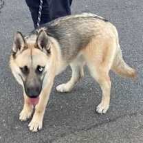 Thumbnail photo of NORMAN #3