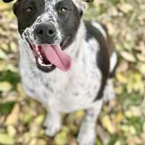Thumbnail photo of Oreo #1