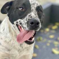 Thumbnail photo of Oreo #2
