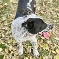 Thumbnail photo of Oreo #3