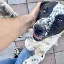 Thumbnail photo of Oreo #4
