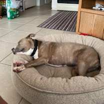 Thumbnail photo of Olive #2