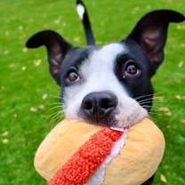 Thumbnail photo of Petunia #1