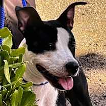 Thumbnail photo of Petunia #4