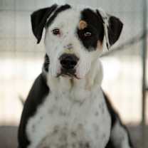 Thumbnail photo of Tilly #1