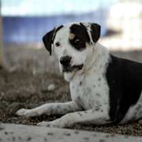 Thumbnail photo of Tilly #2