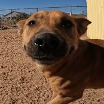 adopt-pet