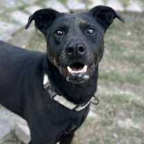 Thumbnail photo of Ziggy #1
