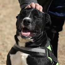 Thumbnail photo of Bullet (Buckmaster) #1