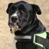 Thumbnail photo of Bullet (Buckmaster) #2