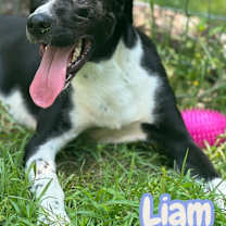 Thumbnail photo of Liam #2