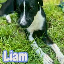Thumbnail photo of Liam #1