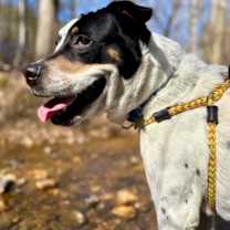 Thumbnail photo of Bolton #4