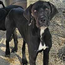 Thumbnail photo of Roarke (Retread 2) #1