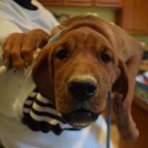 Thumbnail photo of Ripley (Retread 3) #2