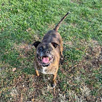 Thumbnail photo of Figgy Pudding #1