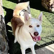 Thumbnail photo of Cedar #4