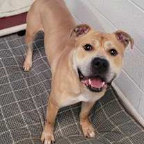 Thumbnail photo of Rocky! Good Boy! #1