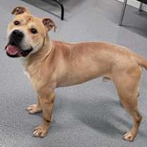 Thumbnail photo of Rocky! Good Boy! #2