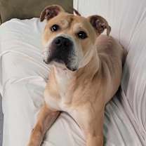 Thumbnail photo of Rocky! Good Boy! #3