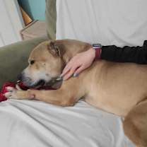 Thumbnail photo of Rocky! Good Boy! #4