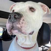 Thumbnail photo of Talli #1