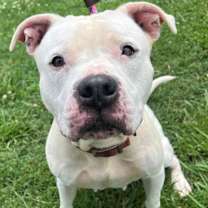 Thumbnail photo of Talli #2