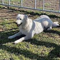 Thumbnail photo of Mr Yuki #1