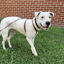 Thumbnail photo of Squirtle (1yo, 40lbs) #1