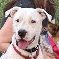 Thumbnail photo of Squirtle (1yo, 40lbs) #3