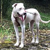 Thumbnail photo of Squirtle (1yo, 40lbs) #4