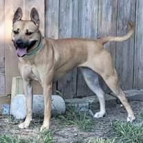 Thumbnail photo of Kapriee #1