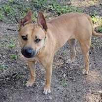 Thumbnail photo of Kapriee #2