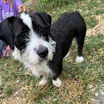 Thumbnail photo of Basil #4