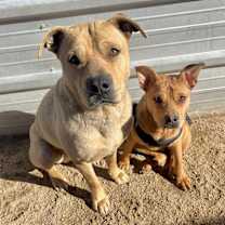 Thumbnail photo of TEDDY BEAR #3