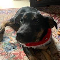 adopt-pet