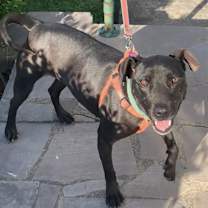 Thumbnail photo of Midnight #4