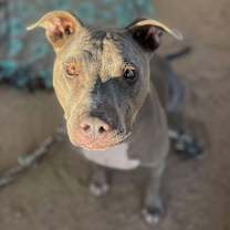 Thumbnail photo of TOMMY #1