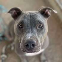 Thumbnail photo of TOMMY #2