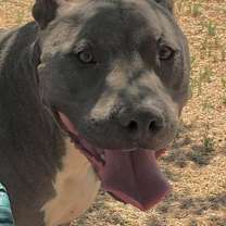 Thumbnail photo of TOMMY #3