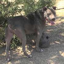 Thumbnail photo of TOMMY #4