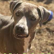 Thumbnail photo of Renegade #2