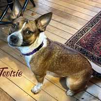 Thumbnail photo of Tootsie #1