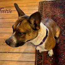 Thumbnail photo of Tootsie #2