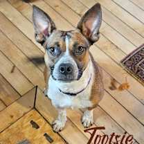 Thumbnail photo of Tootsie #3