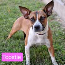 Thumbnail photo of Tootsie #4