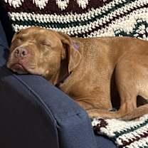 Thumbnail photo of Hank #2